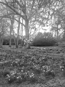 Knebworth House Gardens - Spring